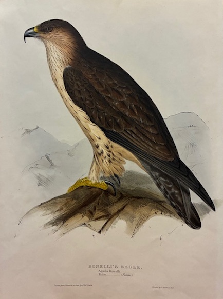Gould John (1804-1881) Bonelli's Eagle. Aquilla Bonelli. Falco 1832 Londra